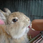 Кролик облизывает мороженое