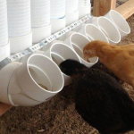 Цыплята едят корм из ПВХ труб