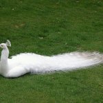 Белый павлин отдыхает на травке