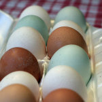 Яйца араукана среди обычных яиц