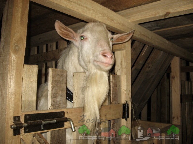 Как построить сарай для коз своими руками