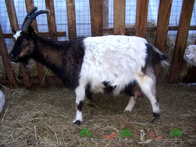 Сколько беременность у козы. Период беременности у коз.