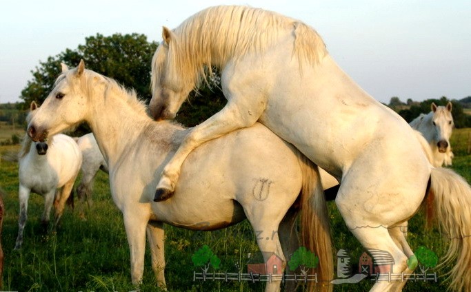 Спаривание лошадей крупно. Дикие лошади в природе спаривание. Спаривание лошадей. Лошади спариваются. Размножение лошадей.