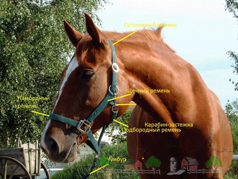 Об уздечке для лошади: особенности использования узды и недоуздка