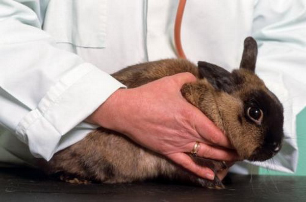 Чем лечить диарею, запор и вздутие у кроликов?