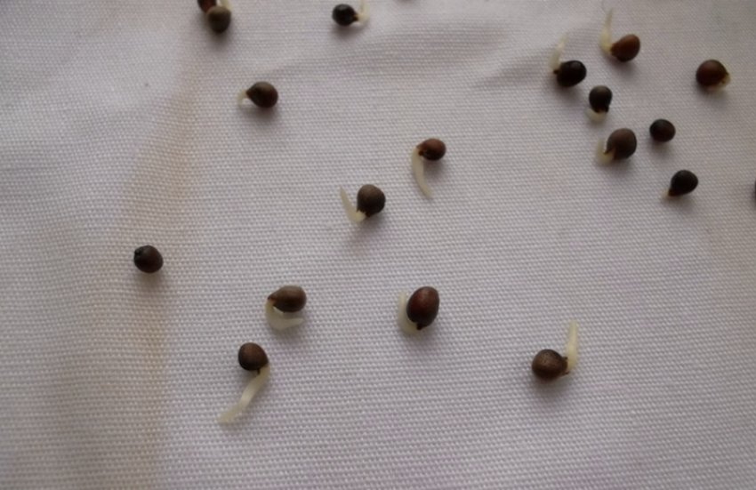 Нужно ли замачивать обработанные семена. Семена редиса прорастание. Пророщенные семена капусты. Проросток семени редиса. Пророщенные семена белокочанной капусты.